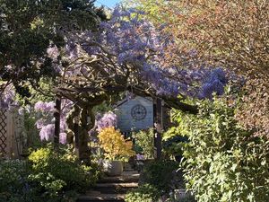 WISTERIA ARCH- click for photo gallery